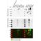 Solute Carrier Family 24 Member 3 antibody, LS-C384766, Lifespan Biosciences, Western Blot image 