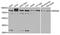 WD Repeat Domain 48 antibody, abx006003, Abbexa, Western Blot image 