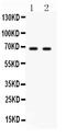 Polo Like Kinase 1 antibody, PB9500, Boster Biological Technology, Western Blot image 
