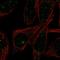 Fatty Acid Desaturase 3 antibody, HPA045224, Atlas Antibodies, Immunofluorescence image 