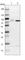 Kinesin Light Chain 2 antibody, HPA040416, Atlas Antibodies, Western Blot image 