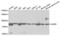 Glycyl-TRNA Synthetase antibody, abx004161, Abbexa, Western Blot image 