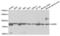 GARS antibody, abx004161, Abbexa, Western Blot image 