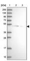 SPRY Domain Containing 3 antibody, PA5-58784, Invitrogen Antibodies, Western Blot image 