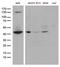 NEDD8-activating enzyme E1 catalytic subunit antibody, LS-C796162, Lifespan Biosciences, Western Blot image 