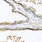 Sclerostin antibody, 23-464, ProSci, Immunohistochemistry frozen image 
