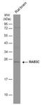 RAB3C, Member RAS Oncogene Family antibody, NBP1-32871, Novus Biologicals, Western Blot image 