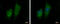 G Elongation Factor Mitochondrial 2 antibody, GTX124071, GeneTex, Immunocytochemistry image 