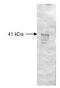 ATPase Family AAA Domain Containing 3B antibody, orb341462, Biorbyt, Western Blot image 