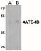 Autophagy Related 4D Cysteine Peptidase antibody, NBP2-41308, Novus Biologicals, Western Blot image 