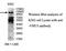 Ubiquitin Specific Peptidase 15 antibody, MBS416119, MyBioSource, Western Blot image 