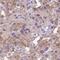 Left-right determination factor 1 antibody, HPA056210, Atlas Antibodies, Immunohistochemistry frozen image 