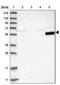 CD3d Molecule antibody, NBP1-88015, Novus Biologicals, Western Blot image 