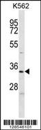 ELAV-like protein 2 antibody, 56-745, ProSci, Western Blot image 