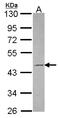 Tuftelin 1 antibody, LS-C186387, Lifespan Biosciences, Western Blot image 