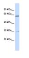 MYB Proto-Oncogene, Transcription Factor antibody, orb329997, Biorbyt, Western Blot image 