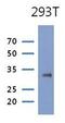 Phosphoribosyl Pyrophosphate Synthetase 1 antibody, GTX53772, GeneTex, Western Blot image 