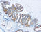 Alpha-Methylacyl-CoA Racemase antibody, GTX12498, GeneTex, Immunohistochemistry paraffin image 