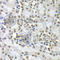 Septin 7 antibody, A6883, ABclonal Technology, Immunohistochemistry paraffin image 