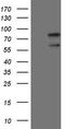 Upstream Binding Protein 1 antibody, TA808853, Origene, Western Blot image 