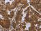 Gap Junction Protein Beta 4 antibody, CSB-PA293314, Cusabio, Immunohistochemistry frozen image 