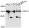 Charged Multivesicular Body Protein 1A antibody, abx125669, Abbexa, Western Blot image 