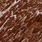 Cysteine And Glycine Rich Protein 3 antibody, NBP2-13880, Novus Biologicals, Immunohistochemistry frozen image 