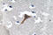 Cathepsin H antibody, LS-C177590, Lifespan Biosciences, Immunohistochemistry frozen image 