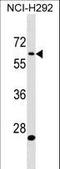 Amyloid beta A4 precursor protein-binding family A member 3 antibody, LS-C159085, Lifespan Biosciences, Western Blot image 