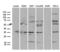 TNF Receptor Associated Factor 5 antibody, LS-C795425, Lifespan Biosciences, Western Blot image 