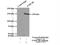 Fibronectin Type III Domain Containing 3B antibody, 22605-1-AP, Proteintech Group, Immunoprecipitation image 