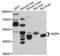 NAD Kinase antibody, LS-C410646, Lifespan Biosciences, Western Blot image 