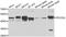 Programmed Cell Death 2 Like antibody, STJ29531, St John