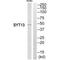 Synaptotagmin 13 antibody, A13202, Boster Biological Technology, Western Blot image 