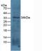 NPHS2 Stomatin Family Member, Podocin antibody, MBS2004388, MyBioSource, Western Blot image 