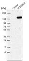 Pleckstrin Homology And RUN Domain Containing M1 antibody, PA5-55203, Invitrogen Antibodies, Western Blot image 