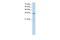 LOC342293 antibody, PA5-69250, Invitrogen Antibodies, Western Blot image 