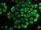 CCR4-NOT Transcription Complex Subunit 3 antibody, LS-C673055, Lifespan Biosciences, Immunofluorescence image 