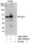 Pygopus homolog 1 antibody, NBP1-42665, Novus Biologicals, Immunoprecipitation image 