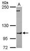 FCH Domain Only 1 antibody, GTX120231, GeneTex, Western Blot image 