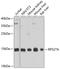 Ribosomal Protein S27a antibody, A04363, Boster Biological Technology, Western Blot image 