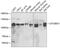 GTF2I Repeat Domain Containing 1 antibody, GTX33232, GeneTex, Western Blot image 