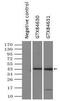 Death Associated Protein Kinase 2 antibody, GTX84630, GeneTex, Immunoprecipitation image 