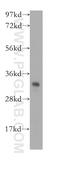 Electron transfer flavoprotein subunit alpha, mitochondrial antibody, 12262-1-AP, Proteintech Group, Western Blot image 