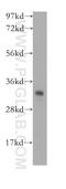 Electron Transfer Flavoprotein Subunit Alpha antibody, 12262-1-AP, Proteintech Group, Western Blot image 