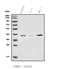 Mitochondrial thiamine pyrophosphate carrier antibody, A07902-1, Boster Biological Technology, Western Blot image 
