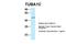 Tubulin Alpha 1c antibody, NBP1-79849, Novus Biologicals, Western Blot image 