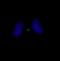 Inner Centromere Protein antibody, IHC-00060, Bethyl Labs, Immunofluorescence image 