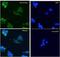 Actin Alpha 2, Smooth Muscle antibody, GTX89701, GeneTex, Immunocytochemistry image 