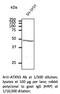 Sca3 antibody, AB10089-200, SICGEN, Western Blot image 